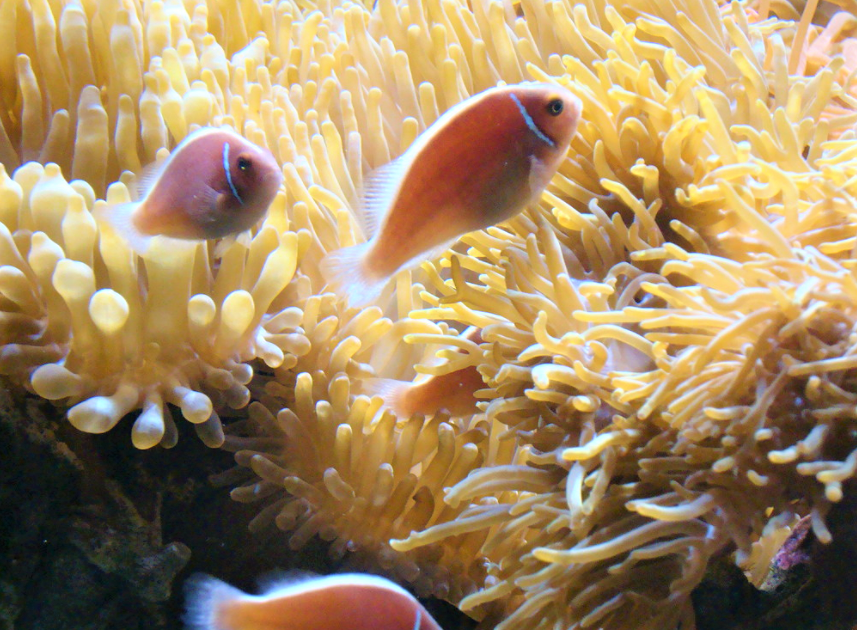 Family of pink anemone fish