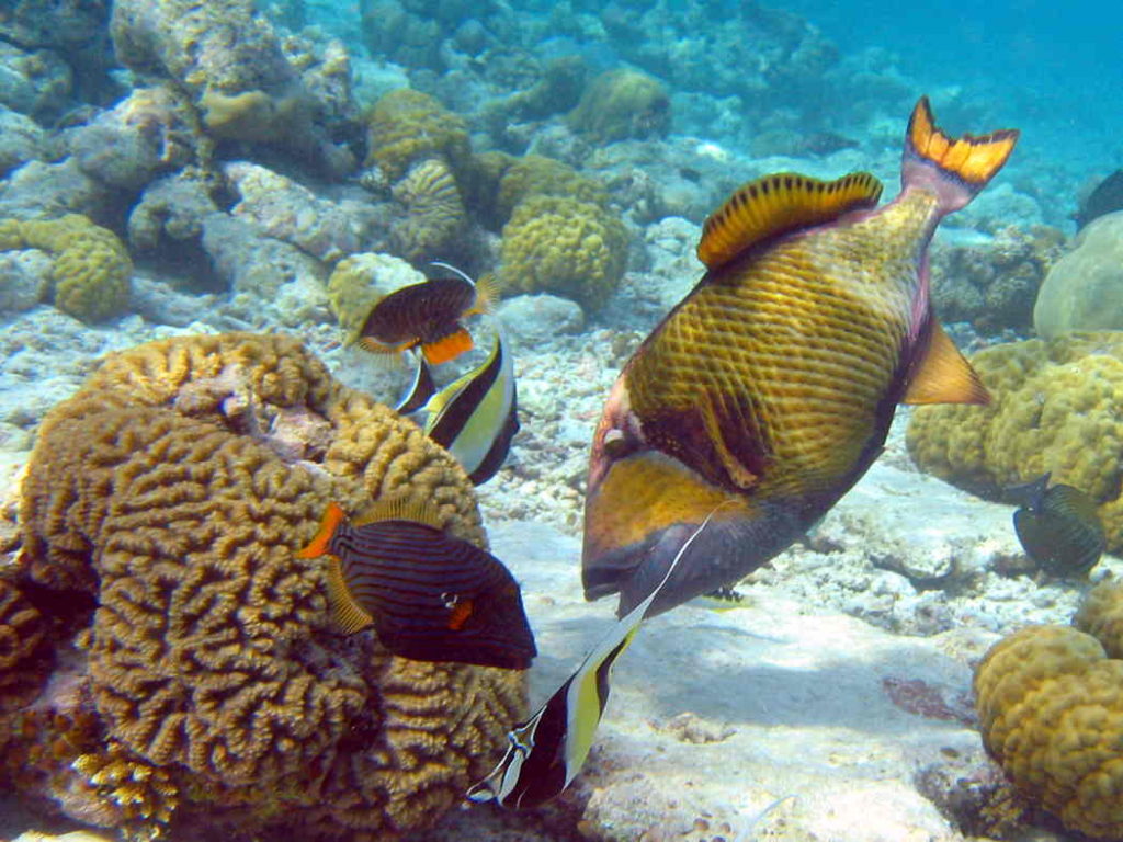 Titan Trigger Fish eating.