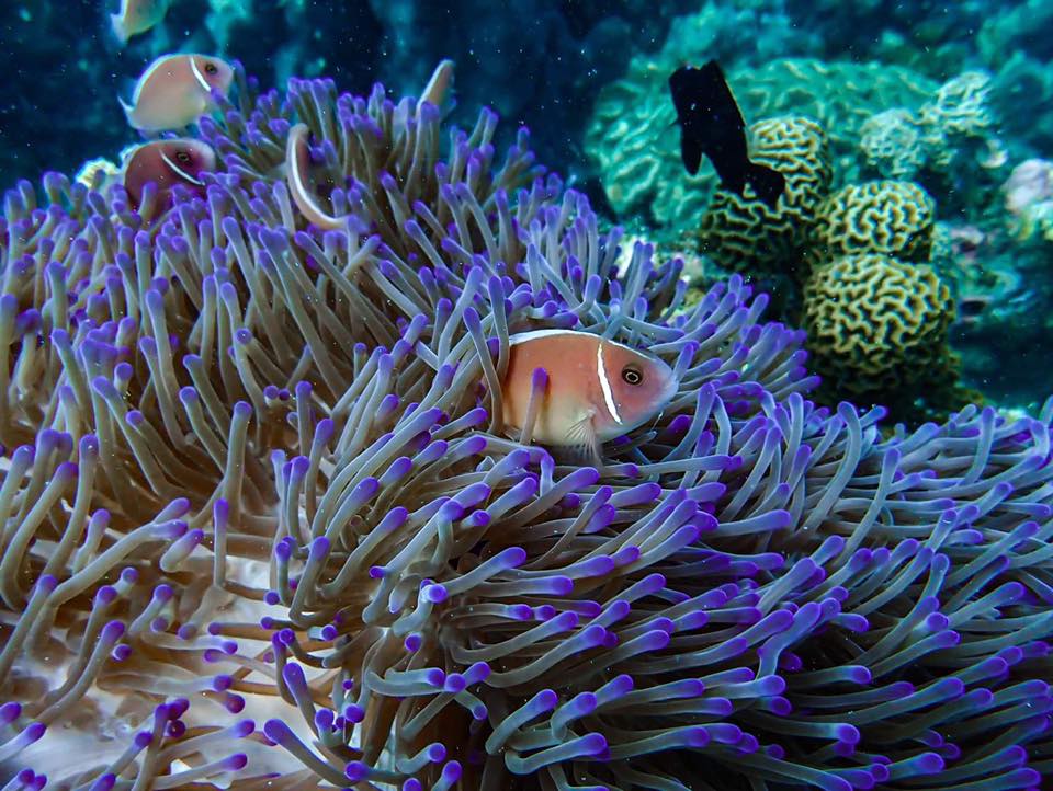 Pink anemone fish