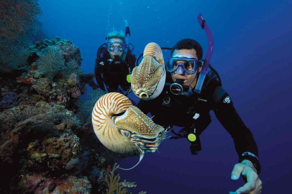 PADI Fish ID Specialty.