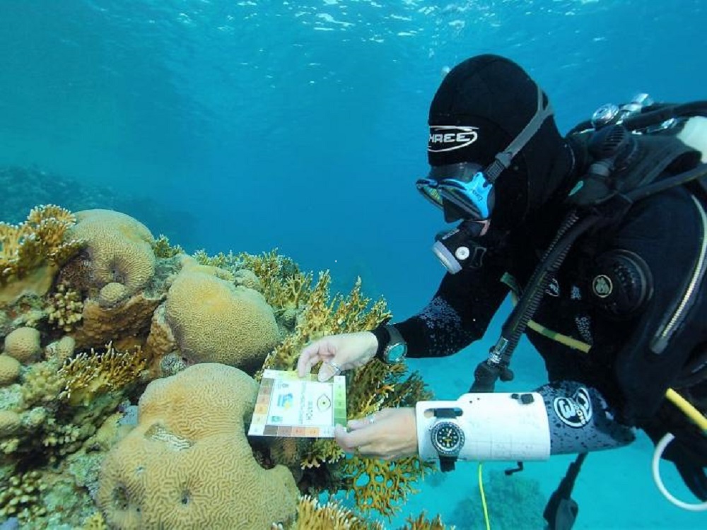 PADI AWARE Coral. Torchbearer