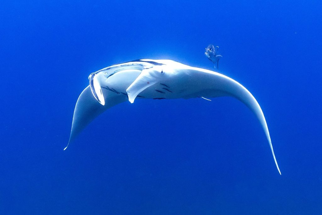 PADI Pro Liveaboard. Manta.