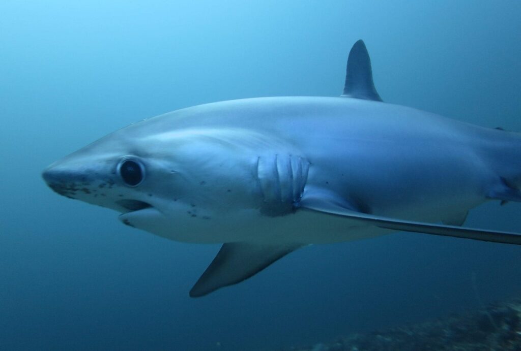 PADI IDC in Malapascua. Scuba Dive Online. Thresher Shark.