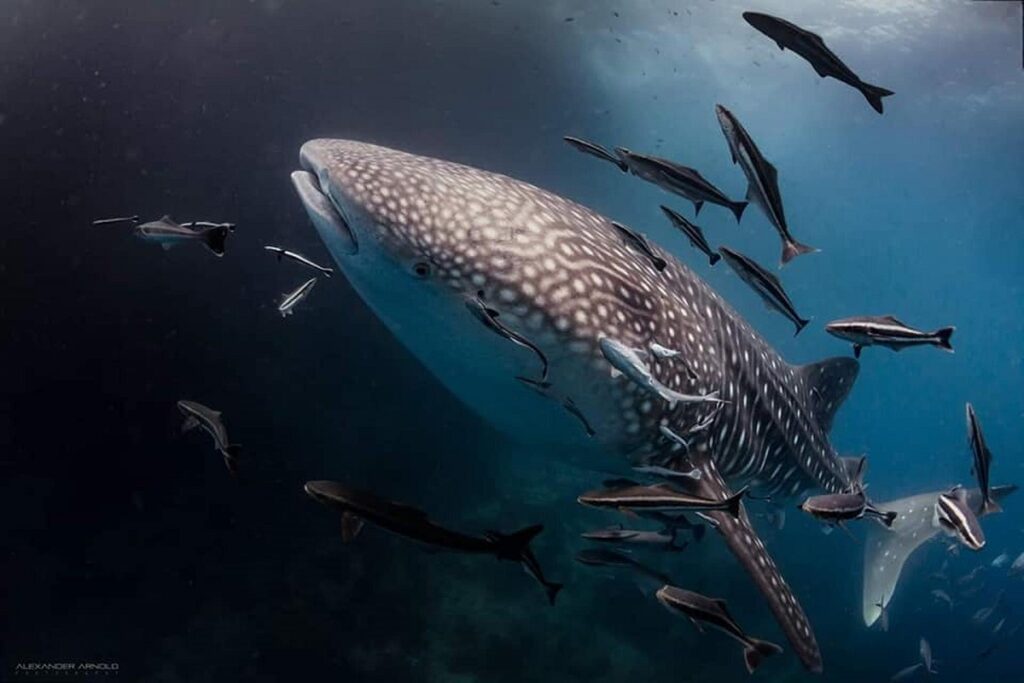 PADI IDC Koh Phangan.Scuba Dive Online and Sail Rock Divers. Whaleshark.