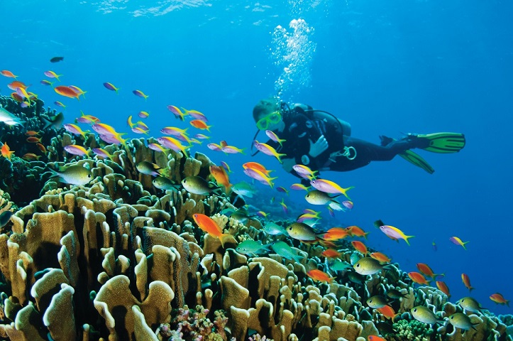 PADI IDC Internship Maldives. Scuba Dive Online. 4 Seasons. Whaleshark and divers.