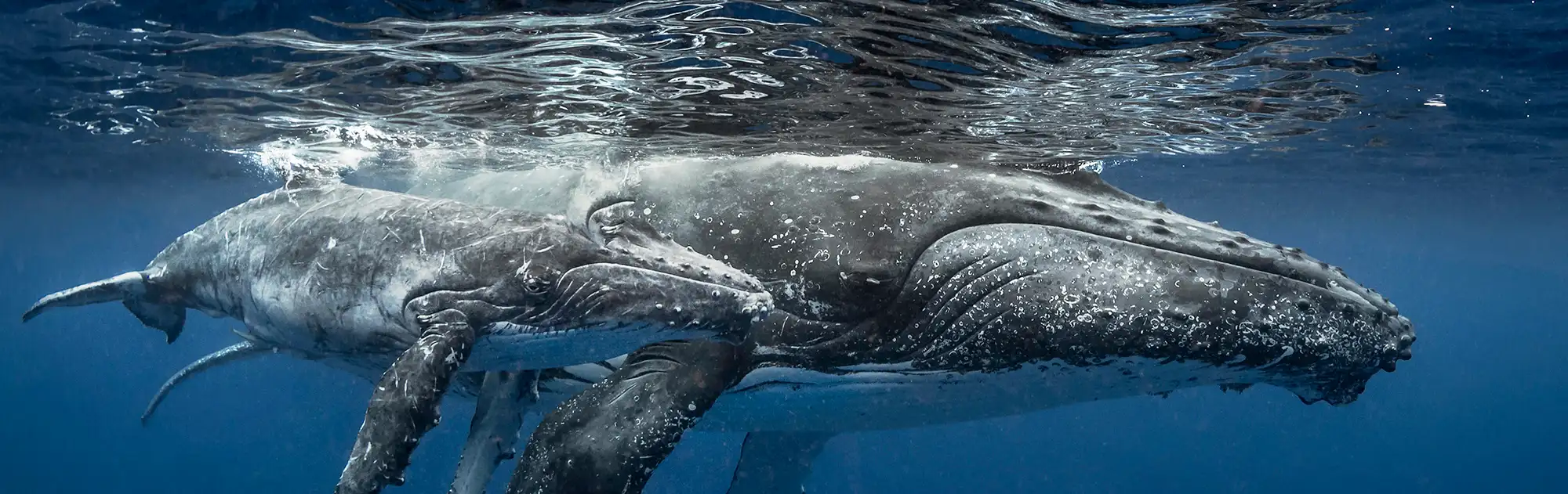 Humpback Whales – PADI IDC Course in Dominican Republic
