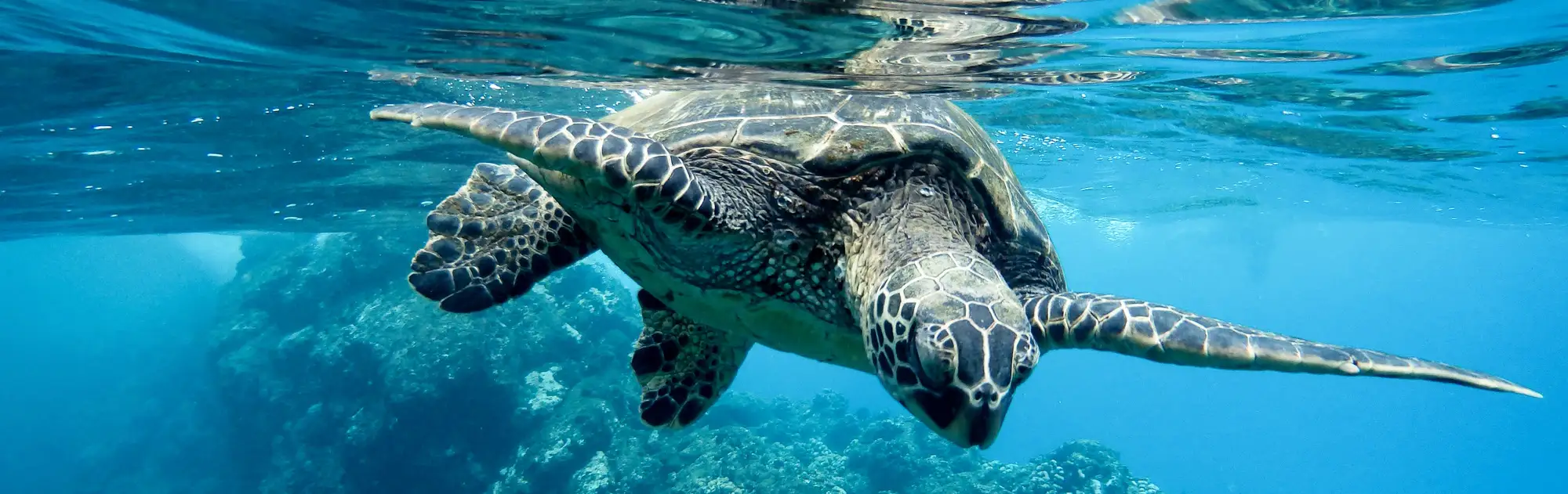 Green sea turtle swimming near divers during PADI IDC in Dauin