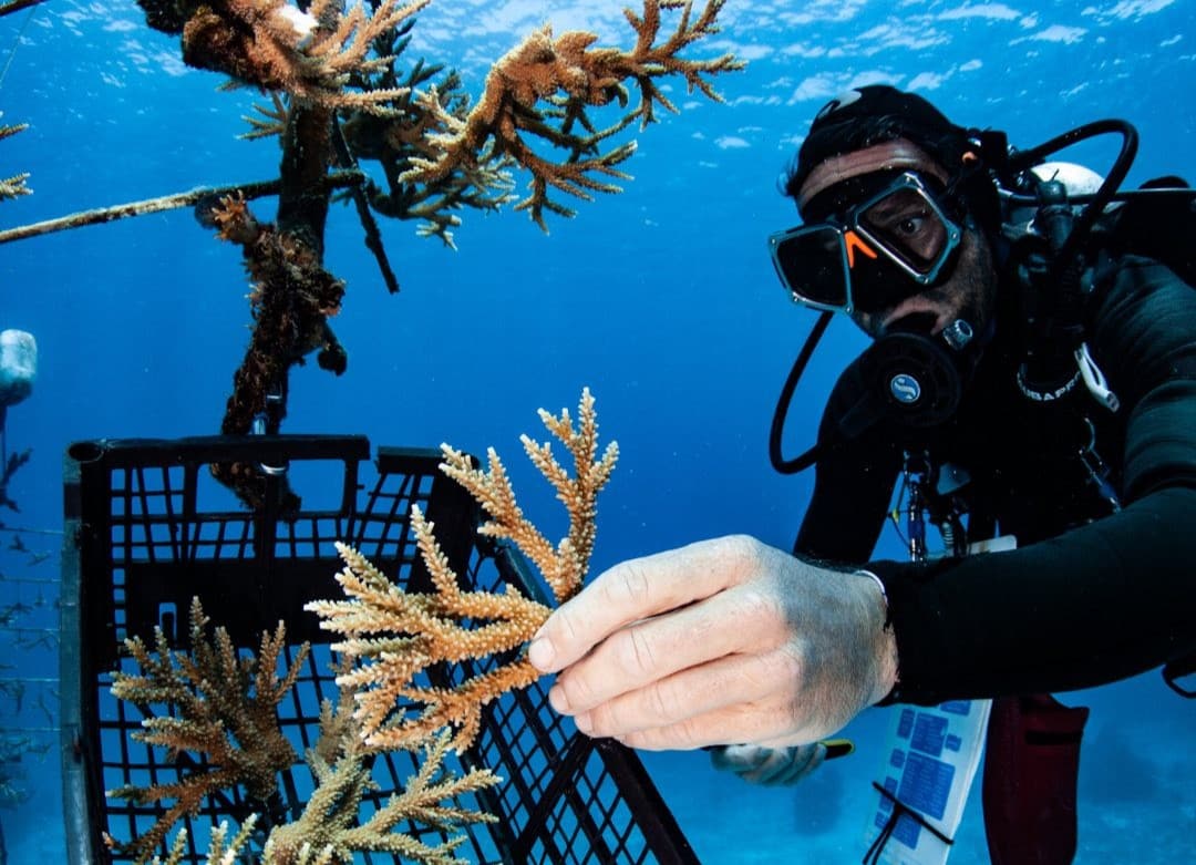 PADI AWARE week 2025 with Scuba Dive Online. Roatan Divers.