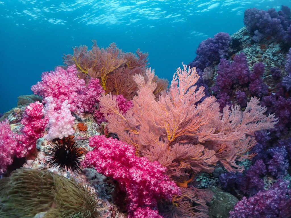 PADI IDC with Scuba Dive Online on Koh Lipe. Soft corals.